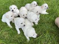 Adorable solid white Lab/Pyrenees puppies