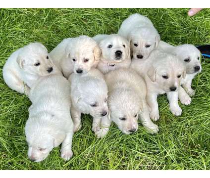 Adorable solid white Lab/Pyrenees puppies is a White Male Labrador Retriever Puppy For Sale in Bowling Green KY