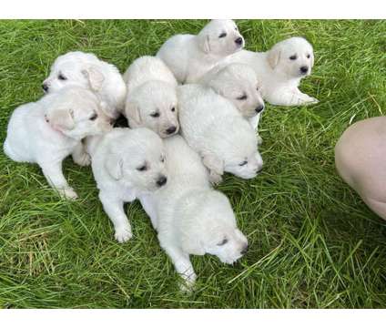 Adorable solid white Lab/Pyrenees puppies is a White Male Labrador Retriever Puppy For Sale in Bowling Green KY