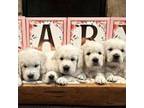 Labrador Retriever Puppy for sale in Arlington, IA, USA