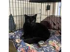 Trixie, Domestic Shorthair For Adoption In Saugerties, New York