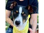Adopt TIANNA a Jack Russell Terrier, Australian Shepherd