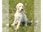 Goldendoodle PUPPY FOR SALE ADN-608432 - F1 English Cream Goldendoodle