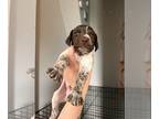 German Shorthaired Pointer PUPPY FOR SALE ADN-608275 - German shorthaired