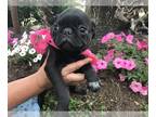Pug PUPPY FOR SALE ADN-608442 - Black Female