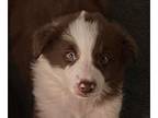 Border Collie PUPPY FOR SALE ADN-608594 - No Foolin born on April Fools day