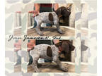 German Shorthaired Pointer PUPPY FOR SALE ADN-608694 - German Shorthaired