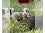 Aussiedoodle Miniature -Poodle (Miniature) Mix PUPPY FOR SALE ADN-608251 - Allie