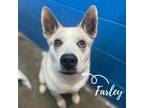Adopt Farley URGENT!! a Husky