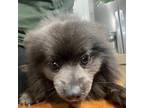 Adopt Oso a Pomeranian