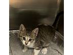 Adopt Kelso a Domestic Short Hair