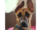 Adopt SNACKs a Black Great Dane / German Shepherd Dog / Mixed dog in Union City