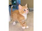 Adopt Dash (foster kitten) a Orange or Red (Mostly) Domestic Shorthair / Mixed