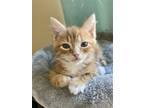 Adopt Tidbit (foster kitten) a Orange or Red Tabby Domestic Shorthair / Mixed