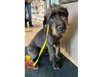 Adopt Tick a Gray/Blue/Silver/Salt & Pepper Wirehaired Pointing Griffon / German