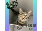 Adopt Haku a Domestic Shorthair / Mixed cat in Nicholasville, KY (38148479)