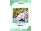 Adopt Adobe a Siamese / Mixed cat in Nicholasville, KY (38148474)