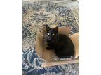 Adopt Gizmo a All Black Domestic Shorthair / Mixed (short coat) cat in Warner
