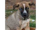 Adopt Chintzy McGee a Australian Shepherd / Labrador Retriever / Mixed dog in