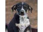 Adopt Dirty Bubble a Australian Shepherd / Labrador Retriever / Mixed dog in