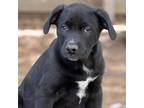 Adopt Squilliam Fancyson a Australian Shepherd / Labrador Retriever / Mixed dog