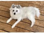Adopt Asha a White - with Gray or Silver Pomsky / Mixed dog in Leduc