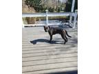 Adopt Blackie a Black - with White American Pit Bull Terrier / American Pit Bull