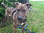 Adopt Sadie a Brindle Whippet / Mixed dog in Toronto, ON (38148066)