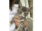 Adopt Peach a Gray or Blue (Mostly) Domestic Shorthair / Mixed (short coat) cat
