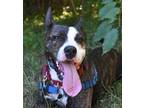 Adopt Hercules a Pit Bull Terrier / Mixed dog in Duncan, BC (38143836)