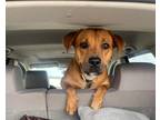 Adopt Delilah A Brown/Chocolate - With Black Black Mouth Cur Dog In Long Beach