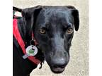 Adopt Jai a Black Labrador Retriever / Greyhound / Mixed dog in Guelph