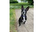 Adopt Max a Black - with White Bull Terrier / Boston Terrier / Mixed dog in