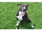 Adopt ROXY a Black - with White American Staffordshire Terrier dog in Langley