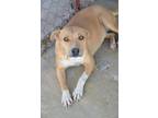 Adopt KAYA a Tan/Yellow/Fawn - with White American Staffordshire Terrier dog in