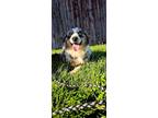 Adopt Perry A Australian Shepherd / Mixed Dog In Wausau, WI (38146653)