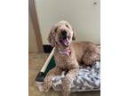 Adopt “Lucy” a Tan/Yellow/Fawn Poodle (Standard) / Mixed dog in Oxford