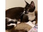 Adopt Daisy@Smitten Kitten a All Black Domestic Shorthair / Mixed cat in Carmel