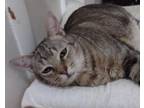 Adopt Carmel Taffy a Domestic Shorthair / Mixed (short coat) cat in Blountville