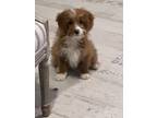 Adopt Tallulah a Brown/Chocolate - with White Goldendoodle / Mixed dog in Cherry