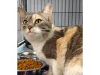 Adopt Marcella a Domestic Shorthair / Mixed (short coat) cat in Duncan