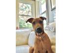 Adopt Jarvis a Tan/Yellow/Fawn Doberman Pinscher dog in Wolcott, CT (38145137)