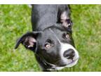 Adopt Duke a Black Mixed Breed (Medium) / Border Collie dog in East Greenville