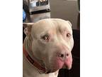 Adopt Cash a Tan/Yellow/Fawn American Pit Bull Terrier / Mixed dog in Parker