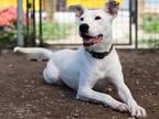 Adopt Opal a Border Collie / American Staffordshire Terrier / Mixed dog in