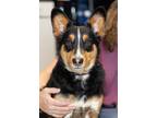 Adopt Buddy a Corgi / Australian Shepherd / Mixed dog in Logan, UT (38146488)