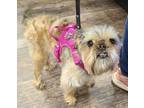 Adopt Jersey a Red/Golden/Orange/Chestnut - with Black Brussels Griffon / Mixed