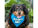 Adopt Minnie a Dachshund / Mixed dog in Pacific Grove, CA (38146295)