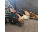 Adopt Mercy a Black Miniature Pinscher / Mixed dog in Austin, TX (38146159)