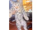 Adopt Dutches a Spotted Tabby/Leopard Spotted Sphynx / Mixed (short coat) cat in
